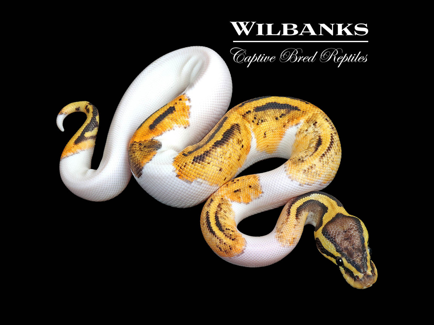 Pastel Pied Ball Python ♀ '25