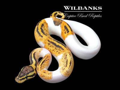 Pastel Pied Ball Python ♀ '25