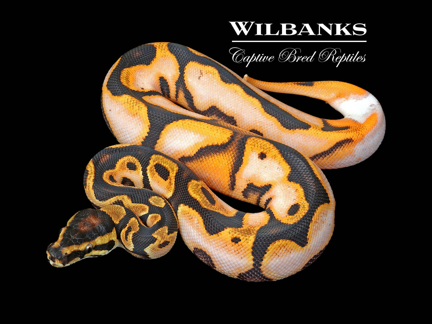Orange Dream Enchi Sugar Yellow Belly 100% Het. Pied Ball Python ♀ '25