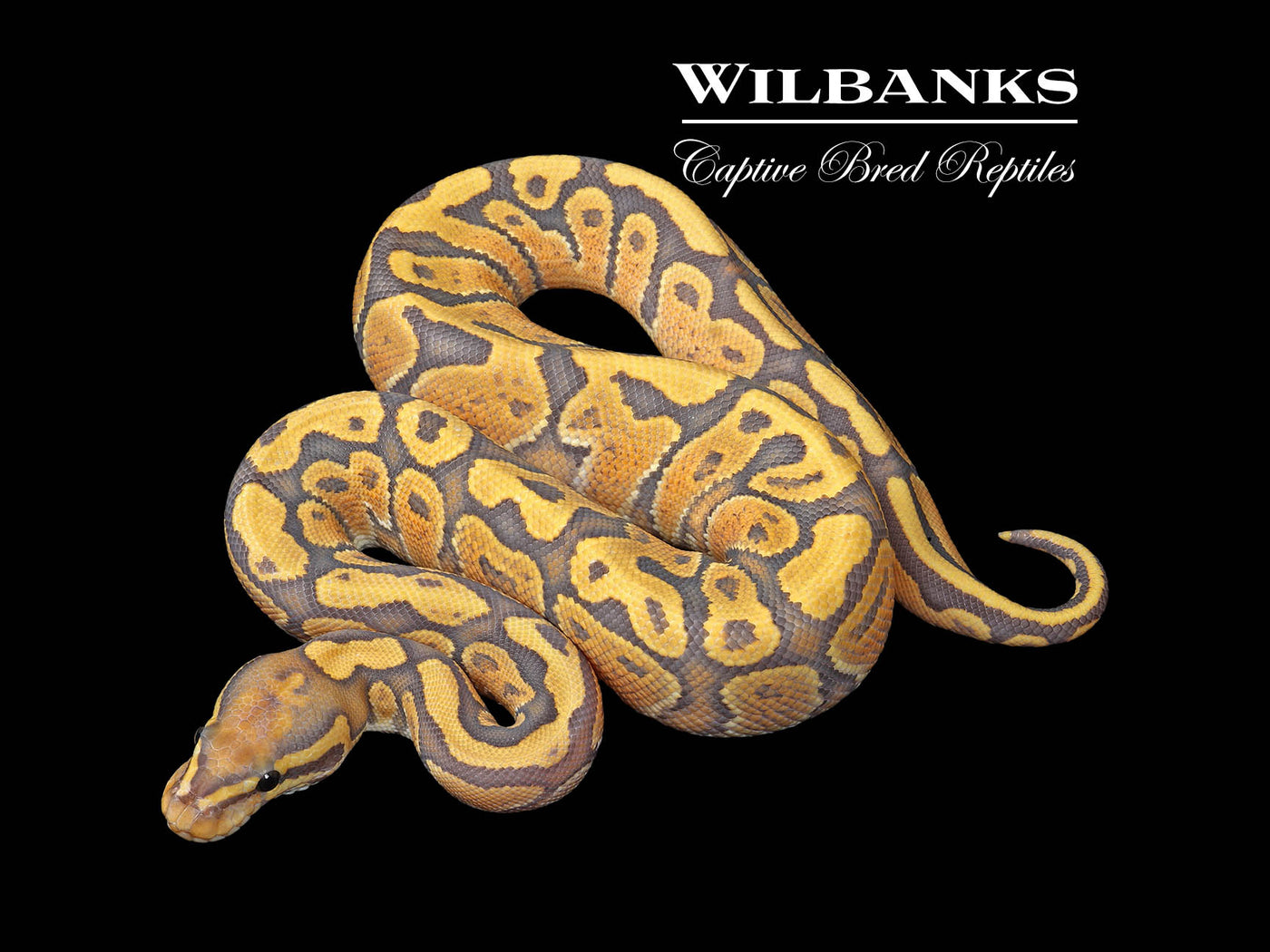 Fire Hypo Ball Python ♂ '25