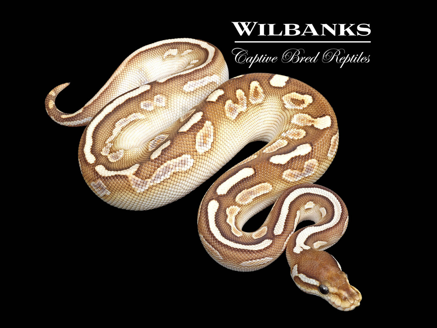 Black Sugar Yellow Belly Butter Ball Python  ♀ '25