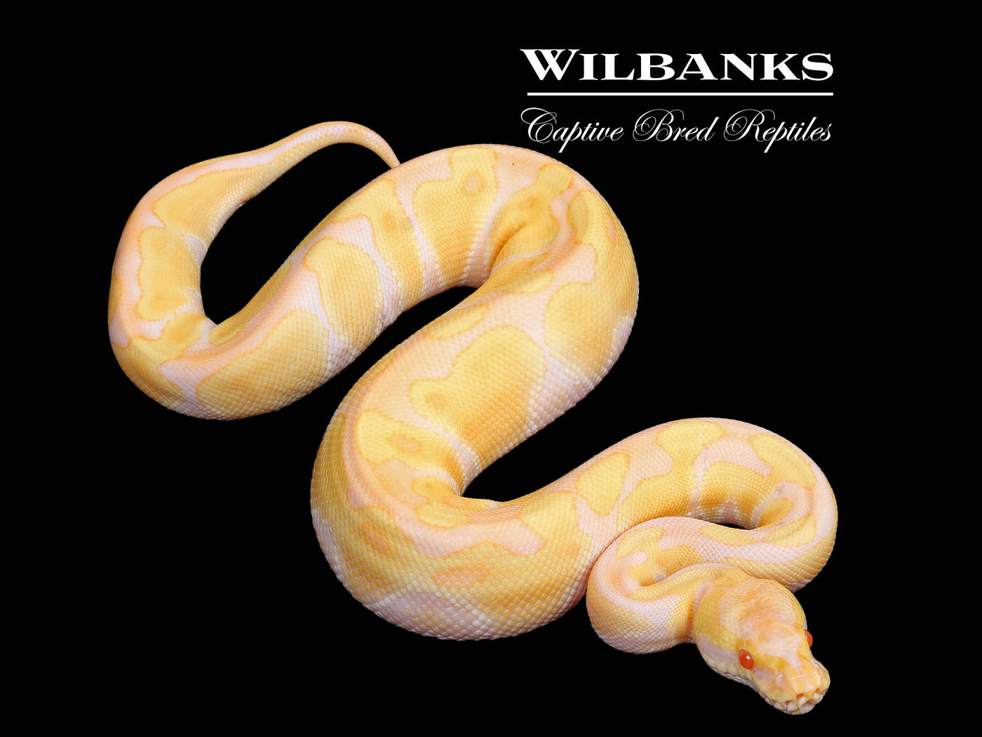 Albino Enchi Ball Python ♂ '25