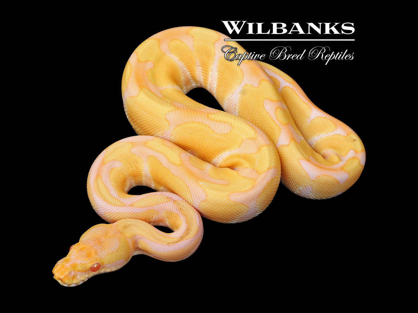 Albino Enchi Ball Python ♀ '25