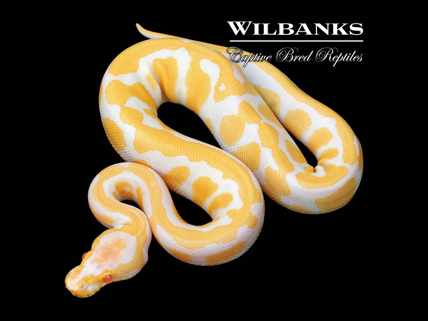 Albino Acid Ball Python ♀ '25