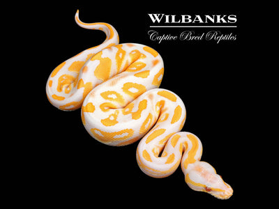 Lavender Albino Blackhead Ball Python ♂ '25