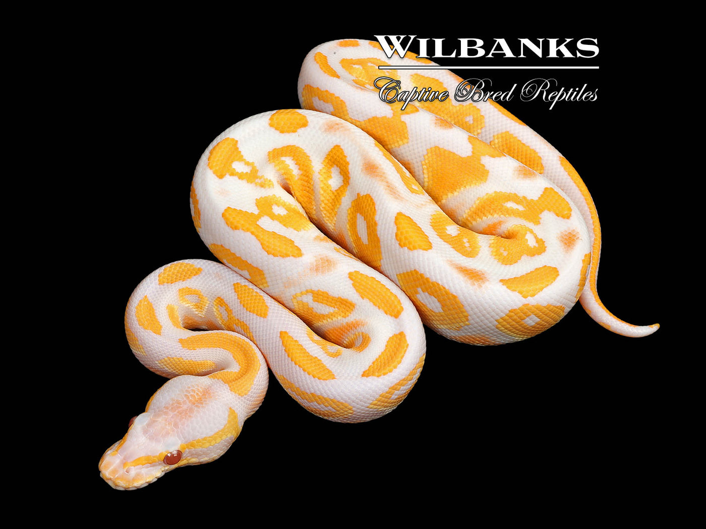 Lavender Albino Blackhead Ball Python ♂ '25
