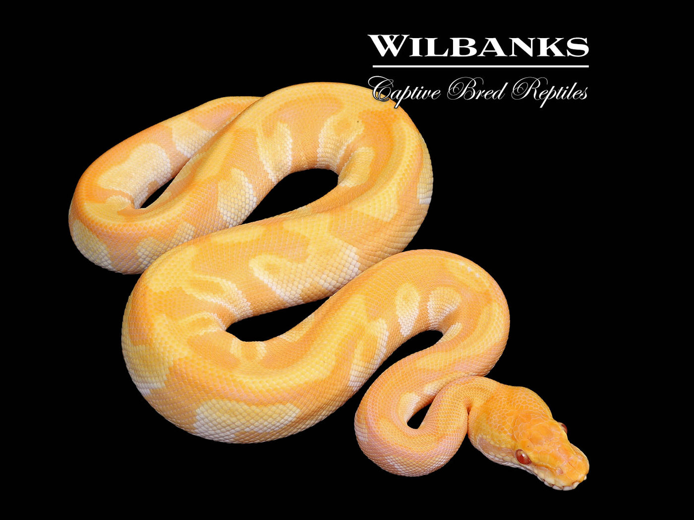Lavender Leopard Mojave Enchi Ball Python ♂ '25