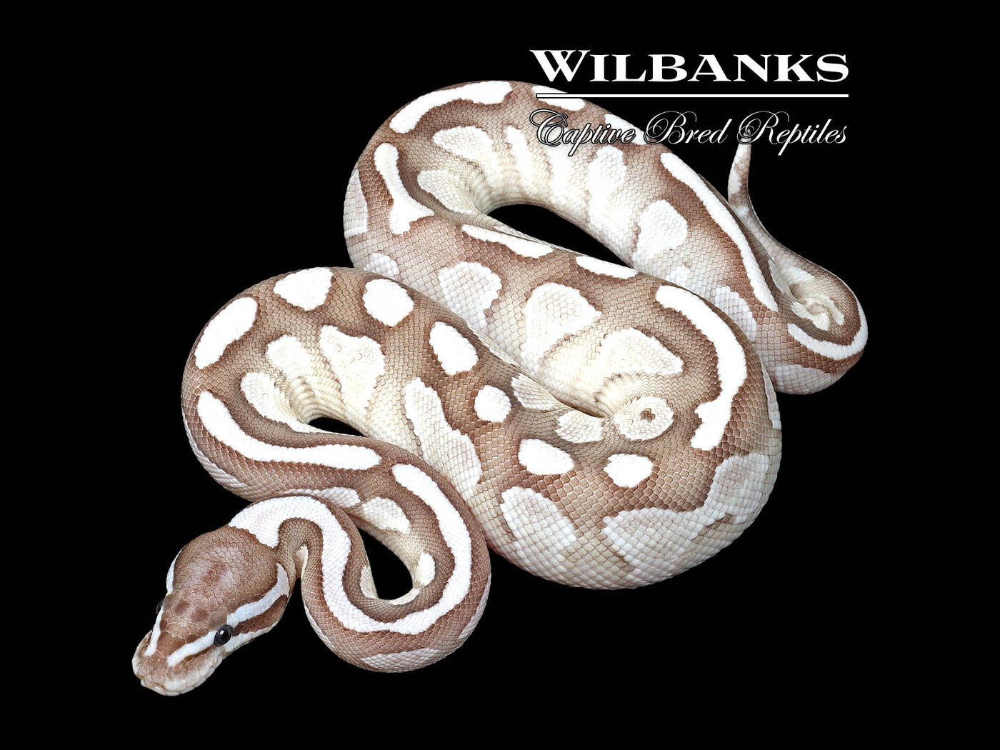 Lesser Axanthic (VPI) Fire Ball Python ♂ '25