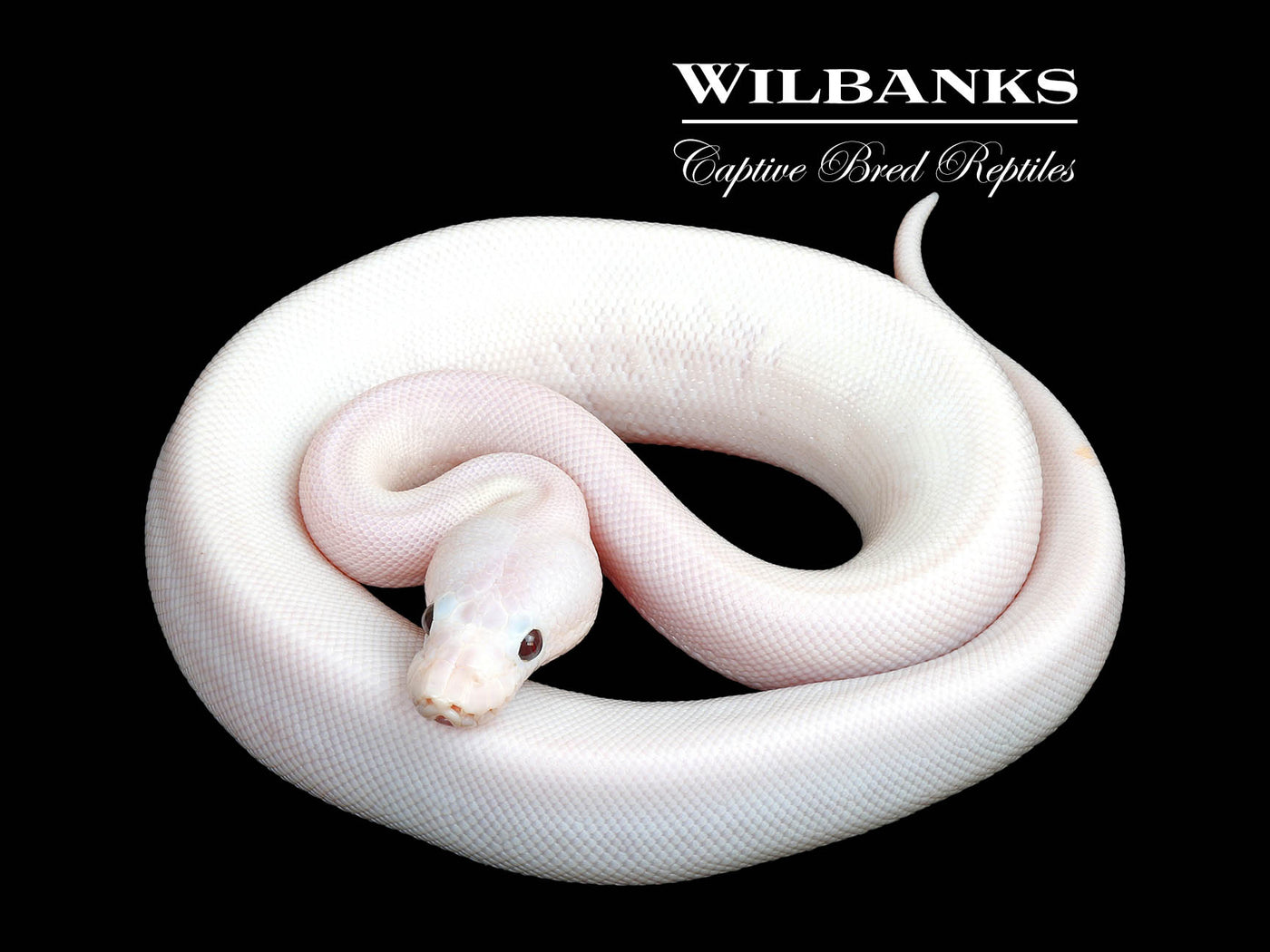Banana Super Fire Ball Python ♂ '25