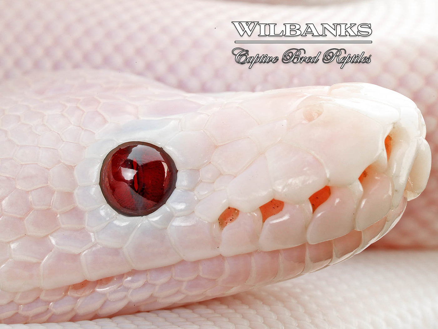 Banana Super Fire Ball Python ♂ '25