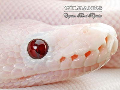 Banana Super Fire Ball Python ♂ '25