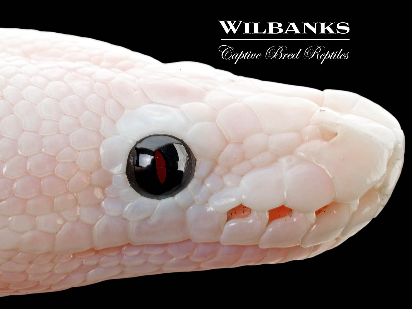 Super Fire Ball Python ♀ '25