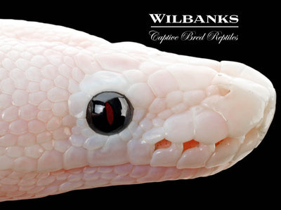 Super Fire Ball Python ♀ '25