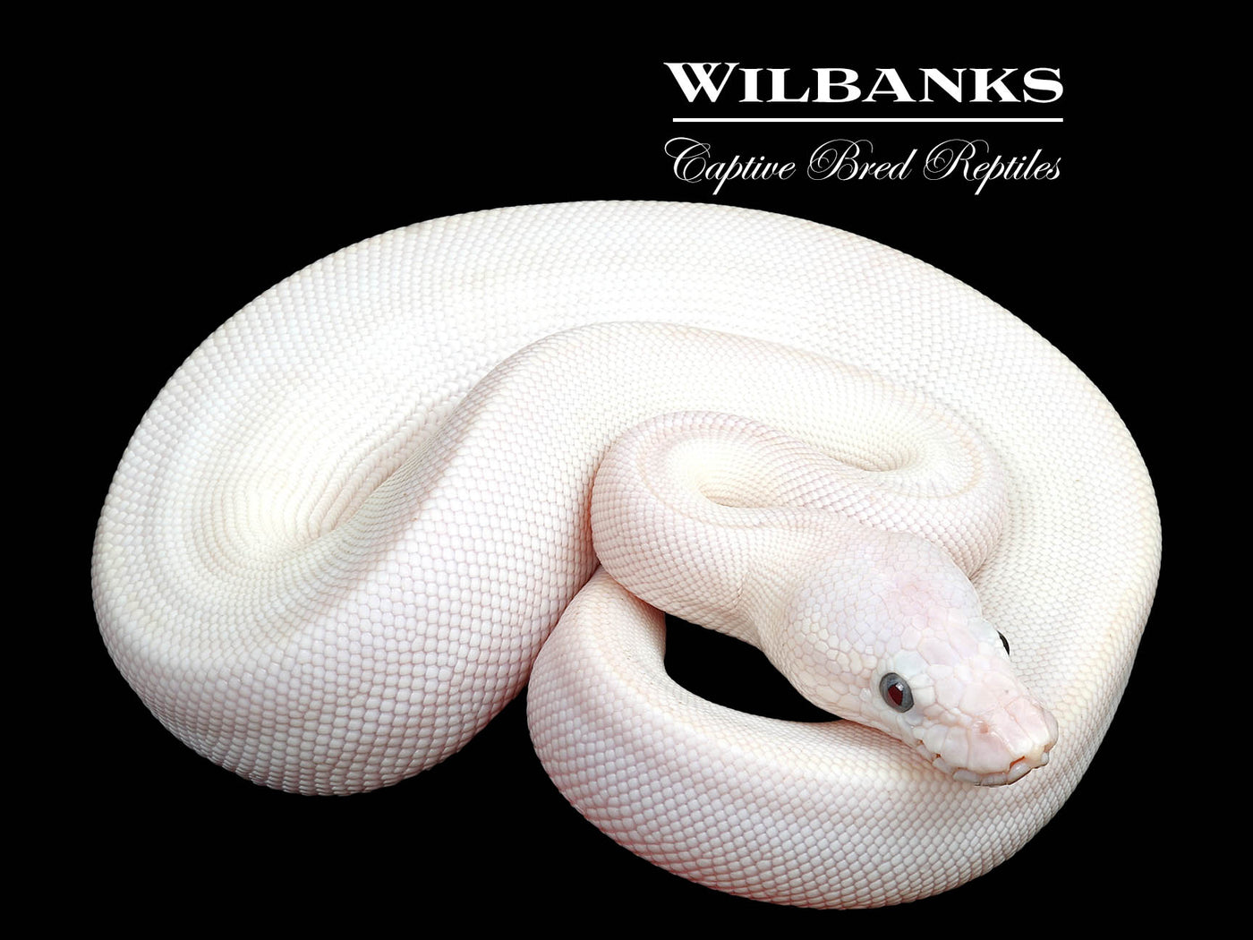 Blue Eyed Leucistic (Mojave Butter) Ball Python ♂ '25
