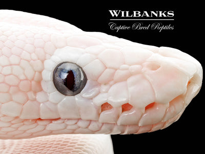 Blue Eyed Leucistic (Mojave Butter) Ball Python ♂ '25