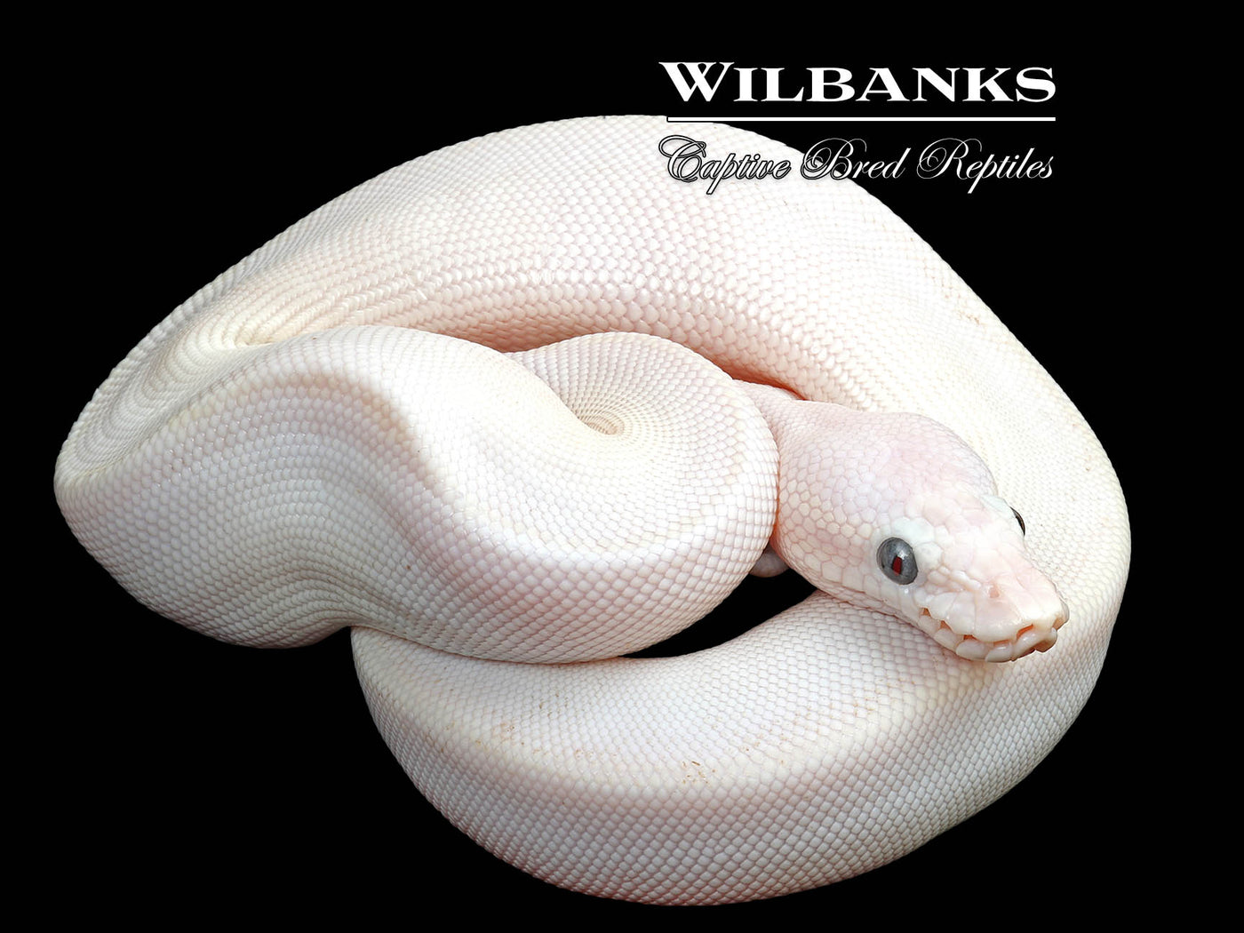 Blue Eyed Leucistic (Mojave Butter) Ball Python ♀ '25