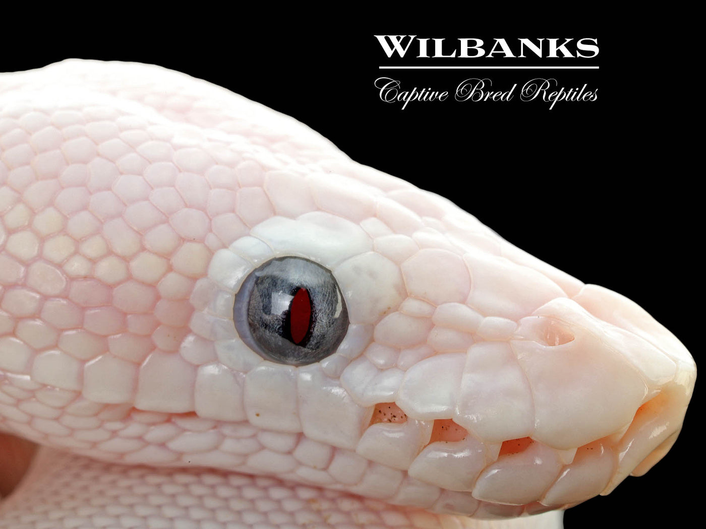 Blue Eyed Leucistic (Mojave Butter) Ball Python ♀ '25