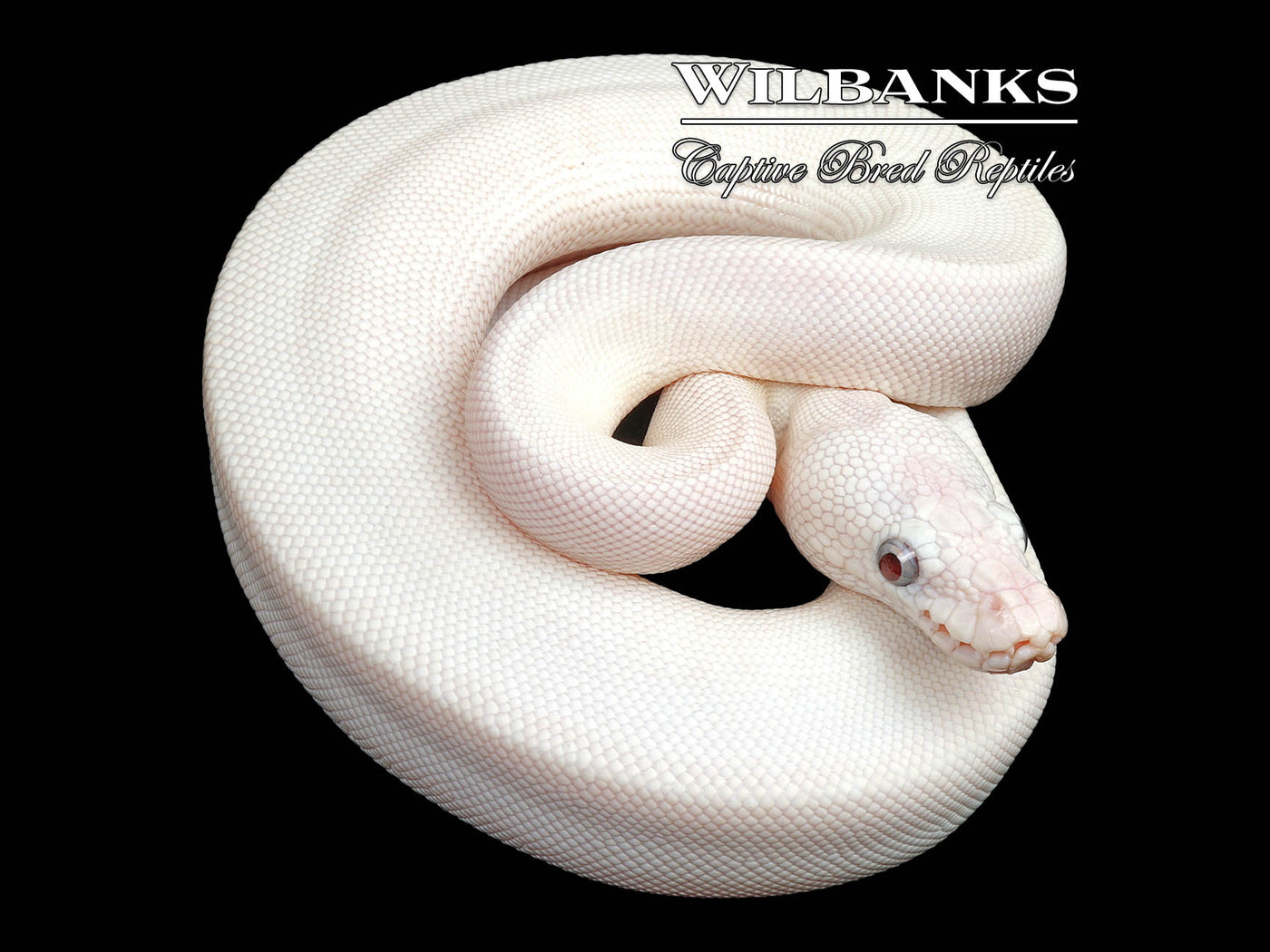 Blue Eyed Leucistic (Mojave Butter) Ball Python ♀ '25