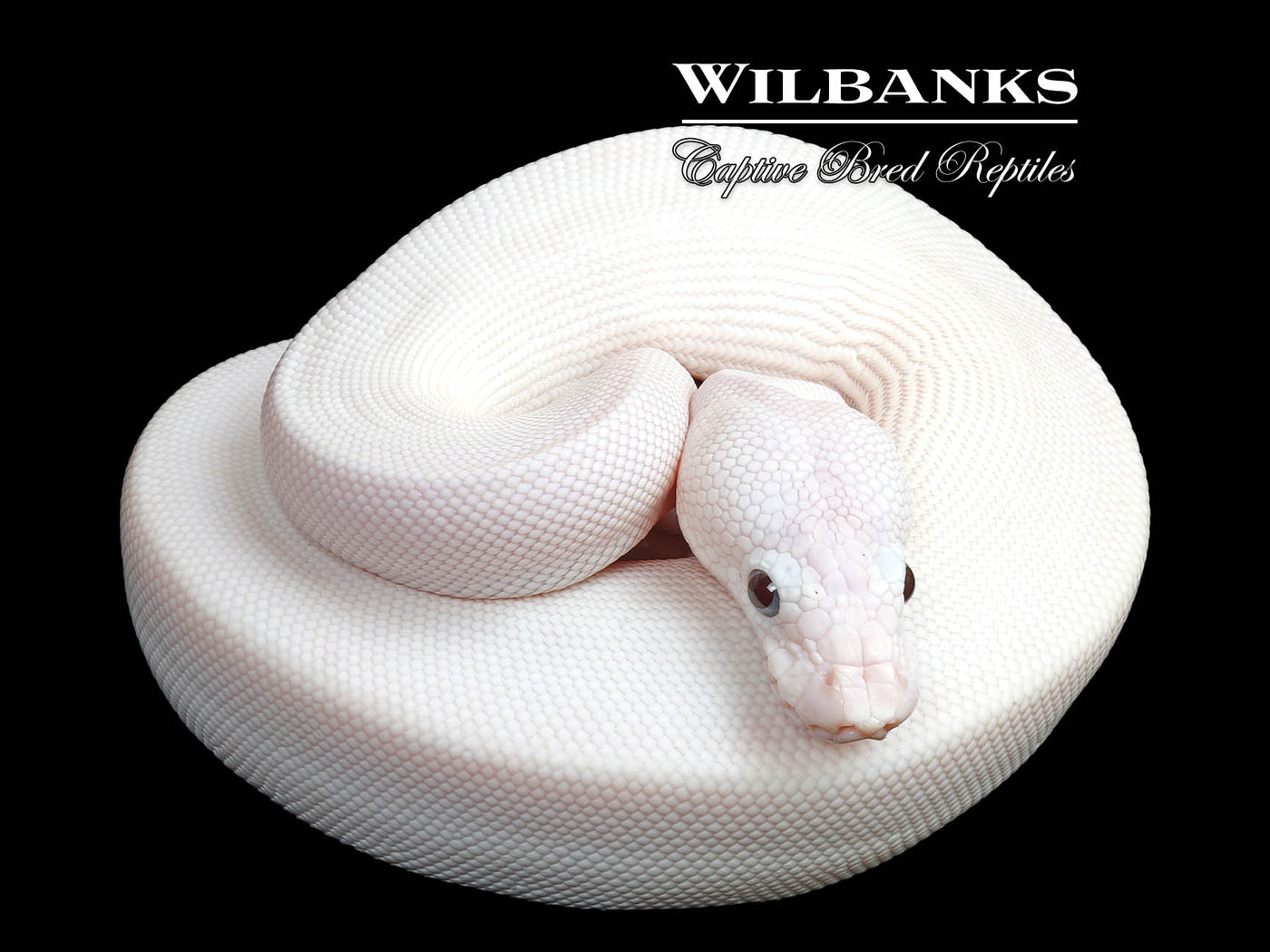 Blue Eyed Leucistic (Mojave Butter) Ball Python ♀ '25
