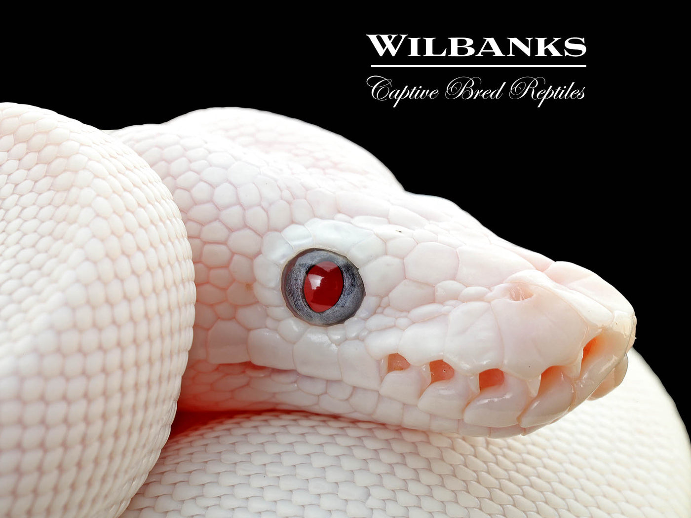 Blue Eyed Leucistic (Mojave Butter) Ball Python ♀ '25