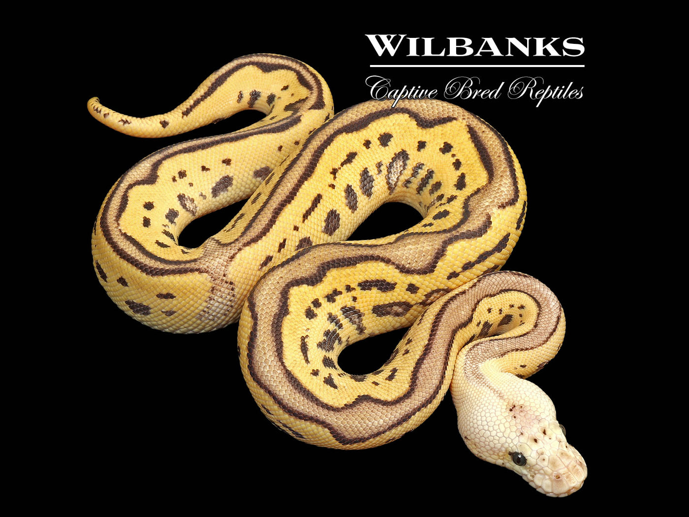 FireFly Leopard Clown Ball Python ♂ '25
