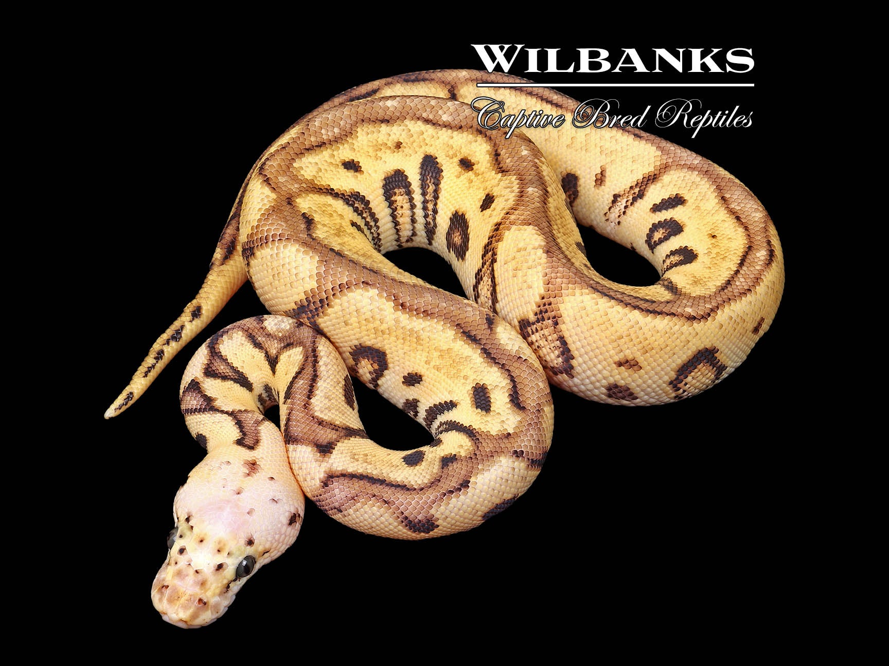 Pastel Spotnose Enchi Yellow Belly Clown Ball Python ♀ '25 – Wilbanks ...