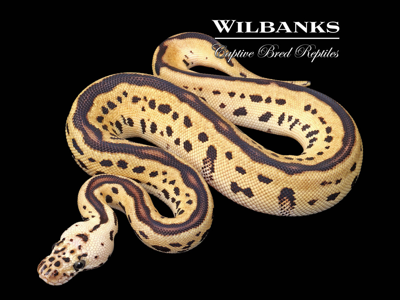 Pastel Batman Ball Python ♀ '25