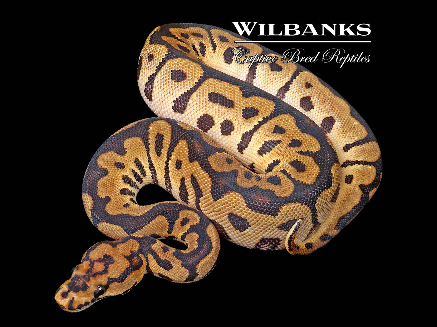 Spotnose Clown Ball Python ♀ '25