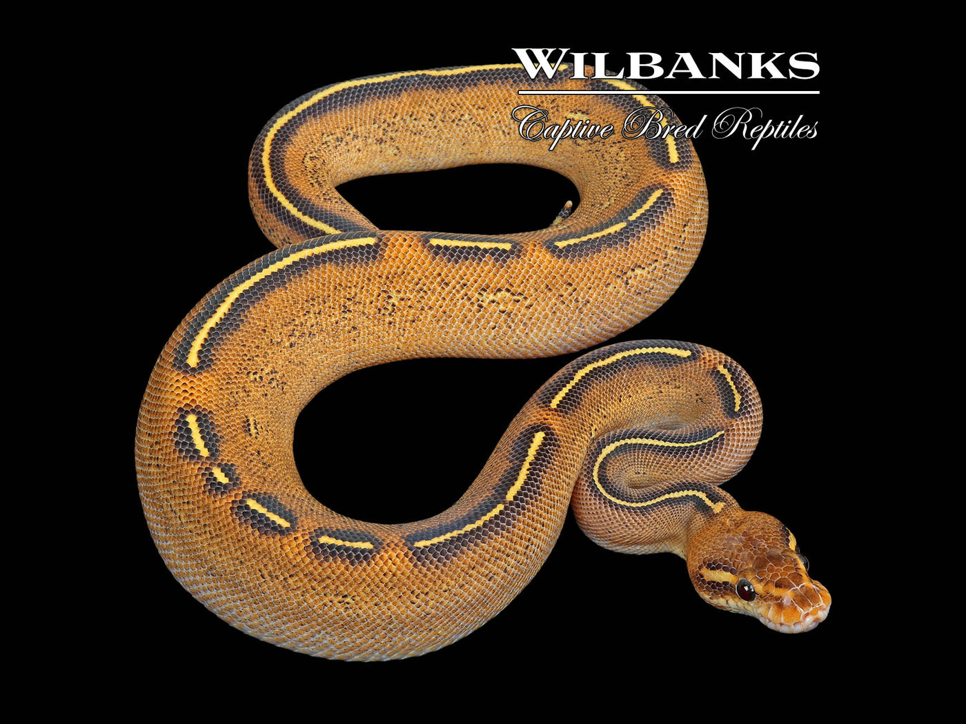 Stranger Freeway Ball Python ♀ '25