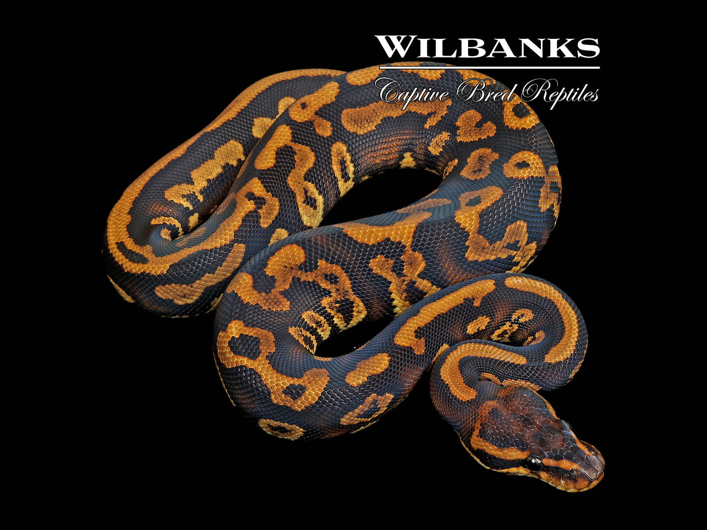 Stranger Leopard Yellow Belly Ball Python ♂ '25