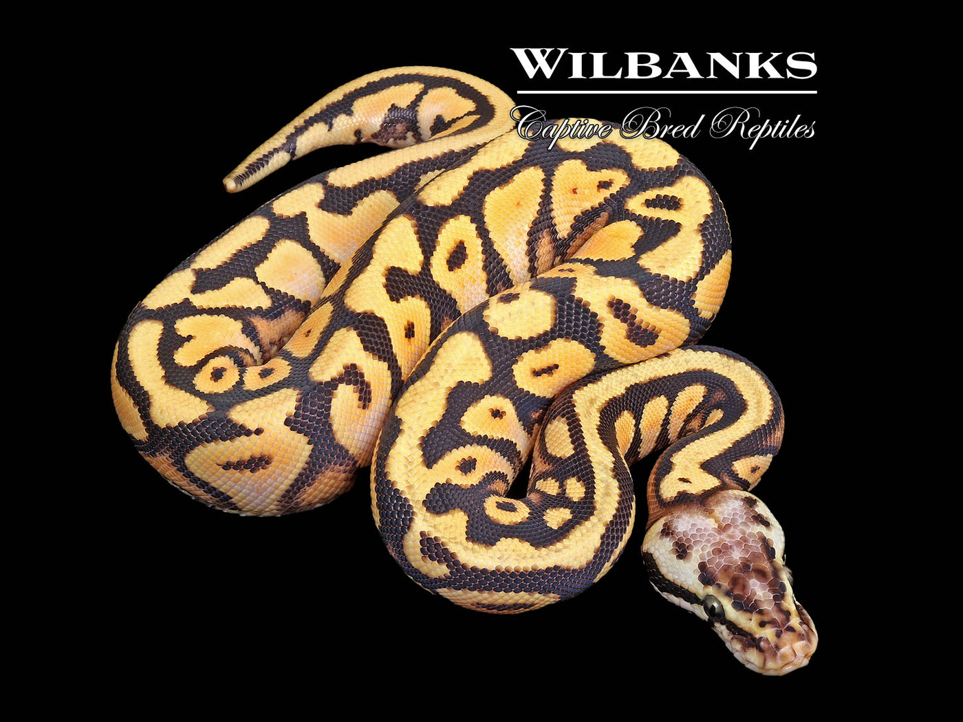 Pastel Spotnose Orange Dream Yellow Belly Ball Python ♀ '25