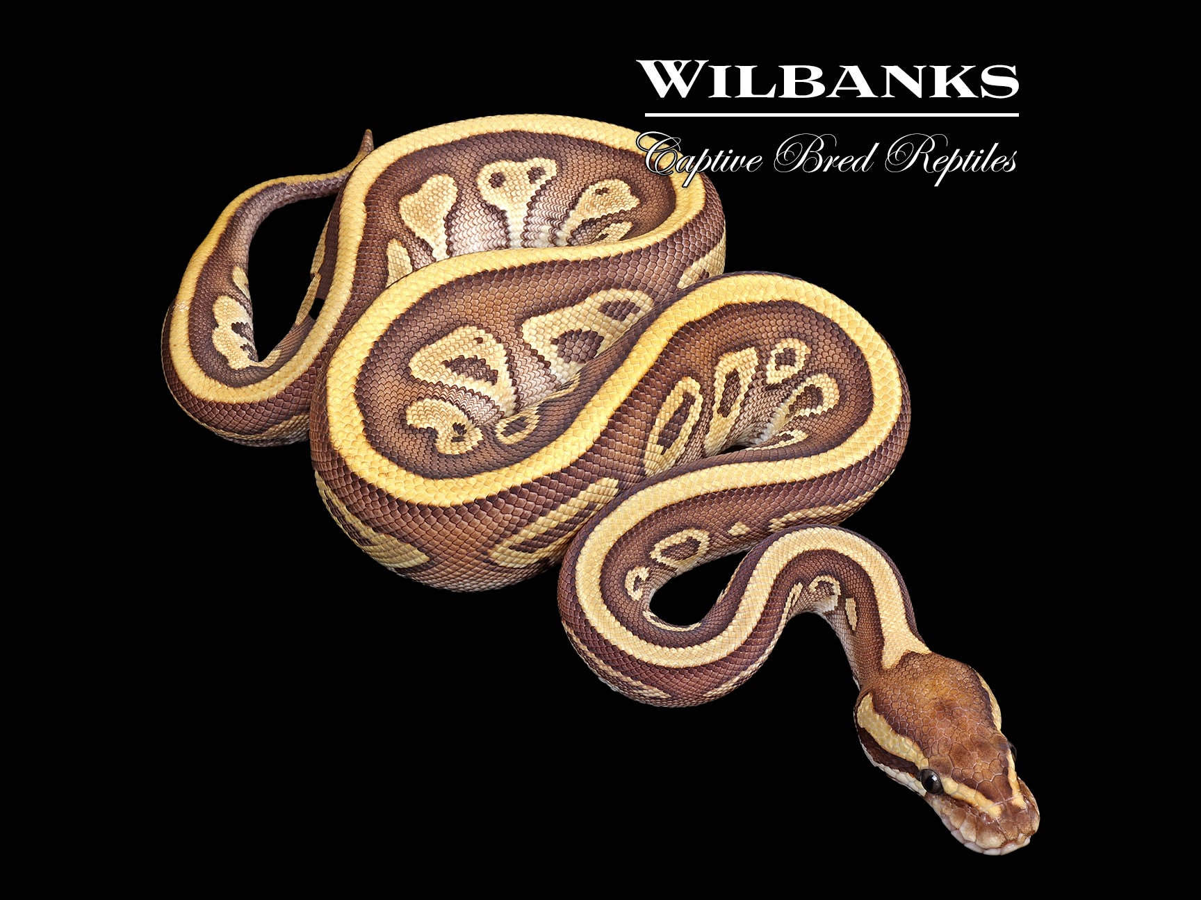 Leopard Butter Yellow Belly or Gravel Ball Python ♀ '25 – Wilbanks ...