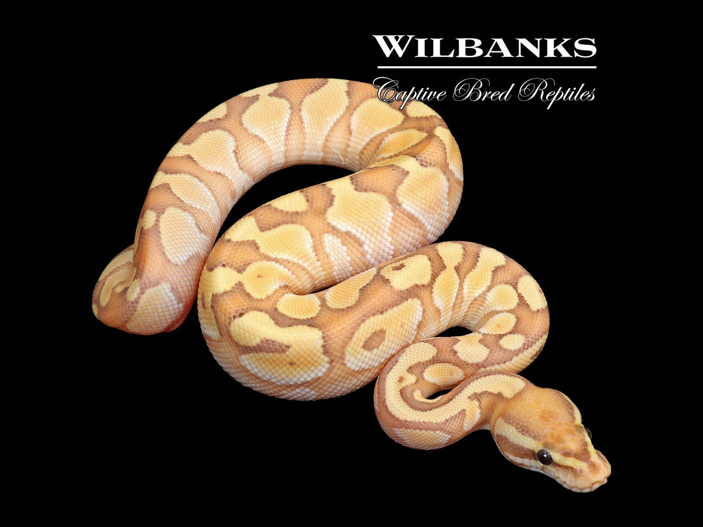 Banana Butter Ball Python ♂ '25