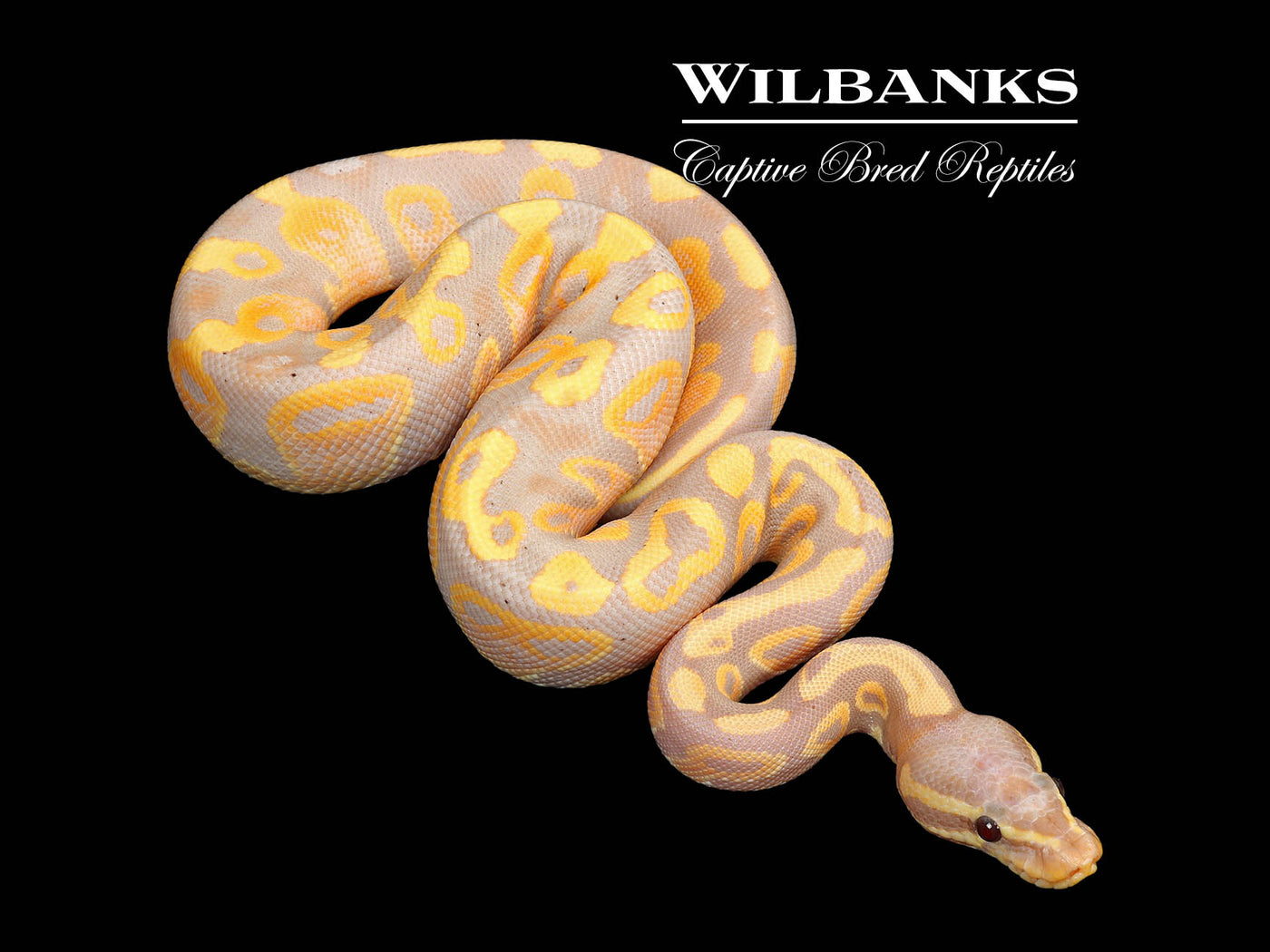 Banana Mahogany Ball Python ♂ '25