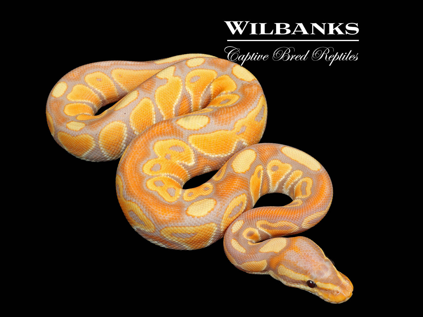 Banana Ball Python ♂ '25