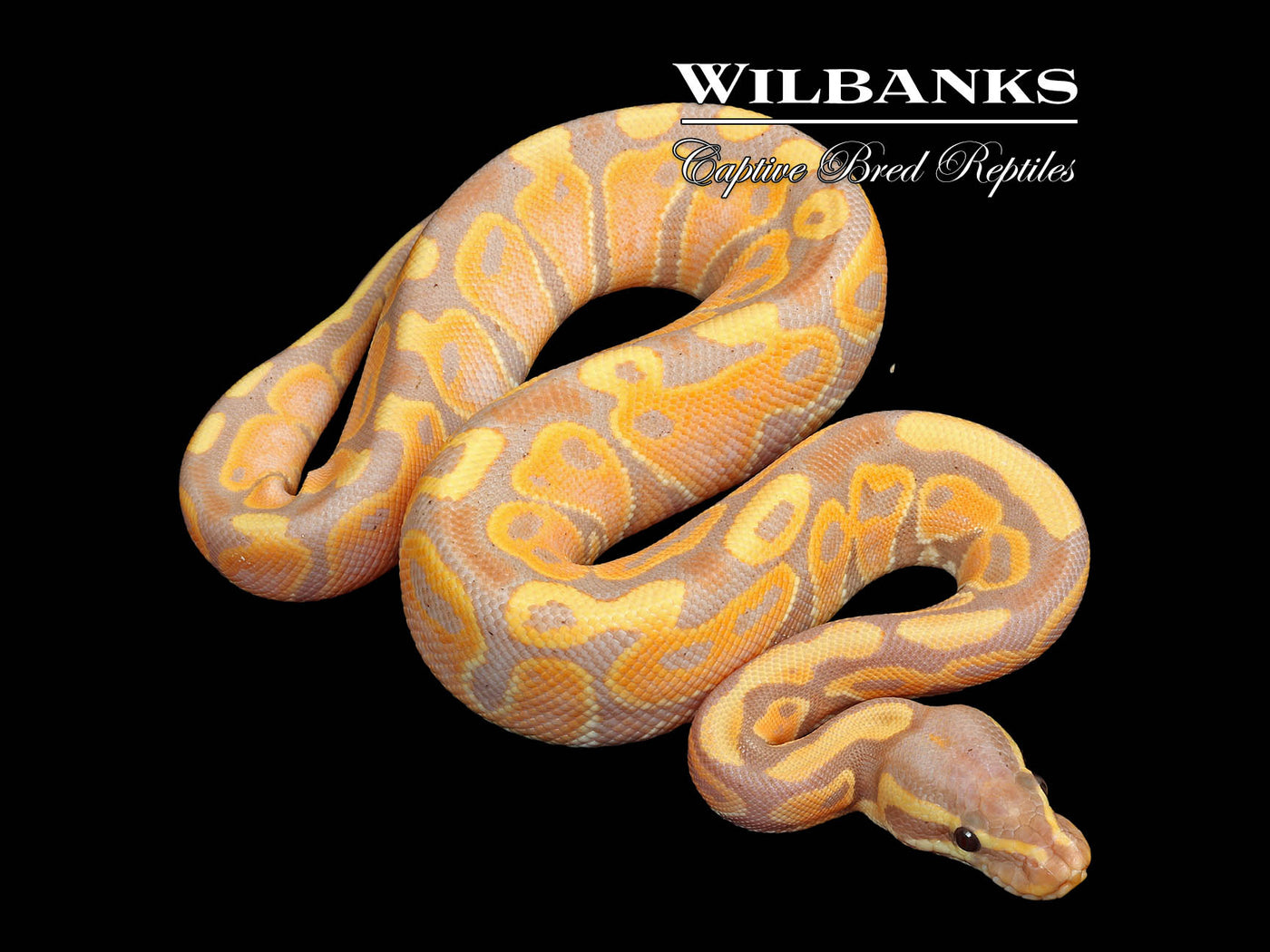 Banana Ball Python ♀ '25