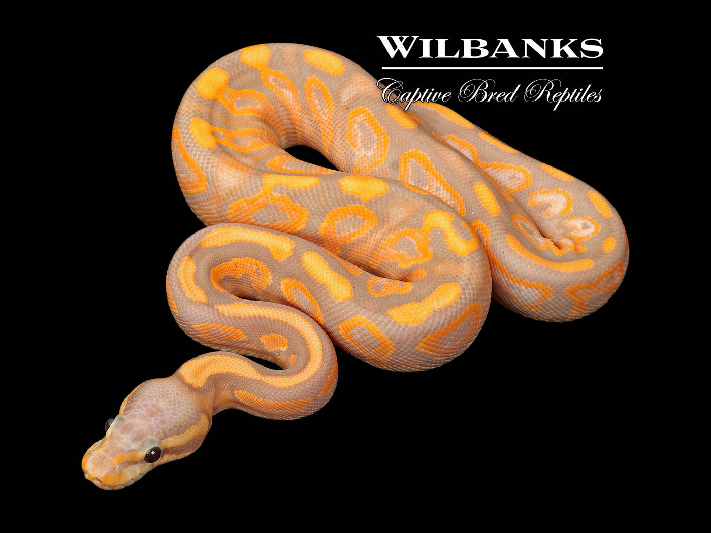 Orange Dream Banana Black Pastel Yellow Belly Ball Python ♀ '25