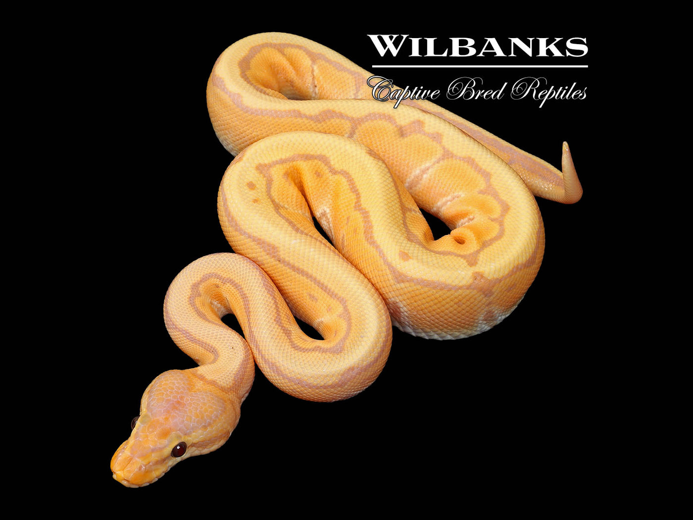 Banana Orange Dream Pinstripe (Female Maker) Ball Python ♂ '25