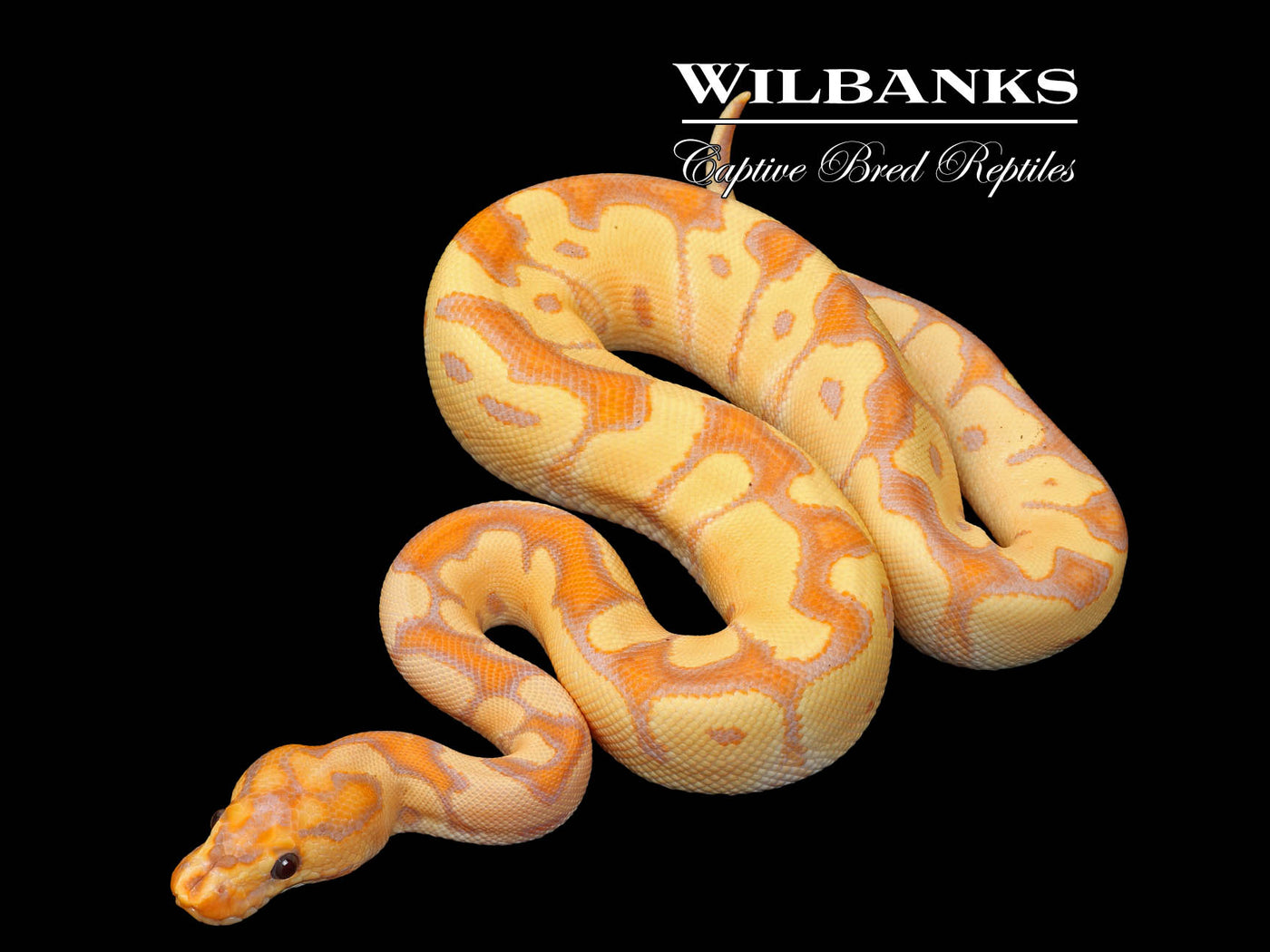 Banana Clown Ball Python ♀ '25