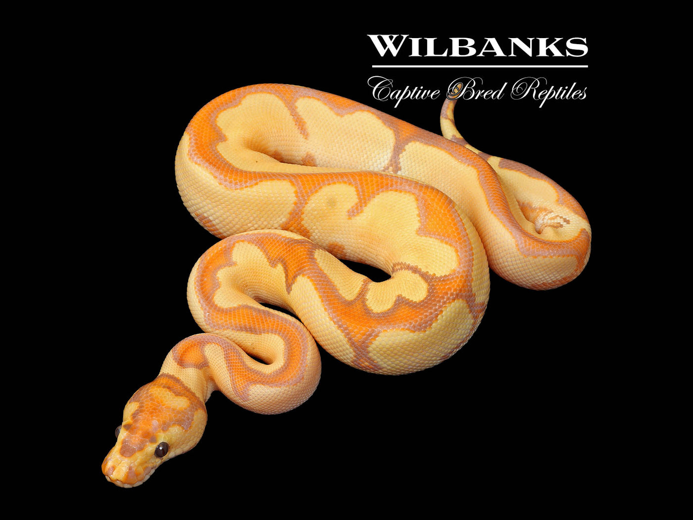 Banana Enchi Sugar Clown Ball Python ♂ '25