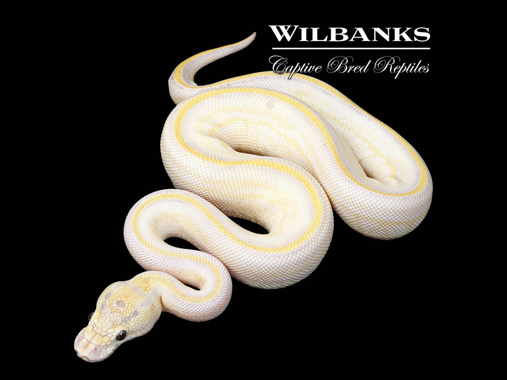 Butter Ivory Leopard Ball Python ♀ '25 – Wilbanks Captive Bred