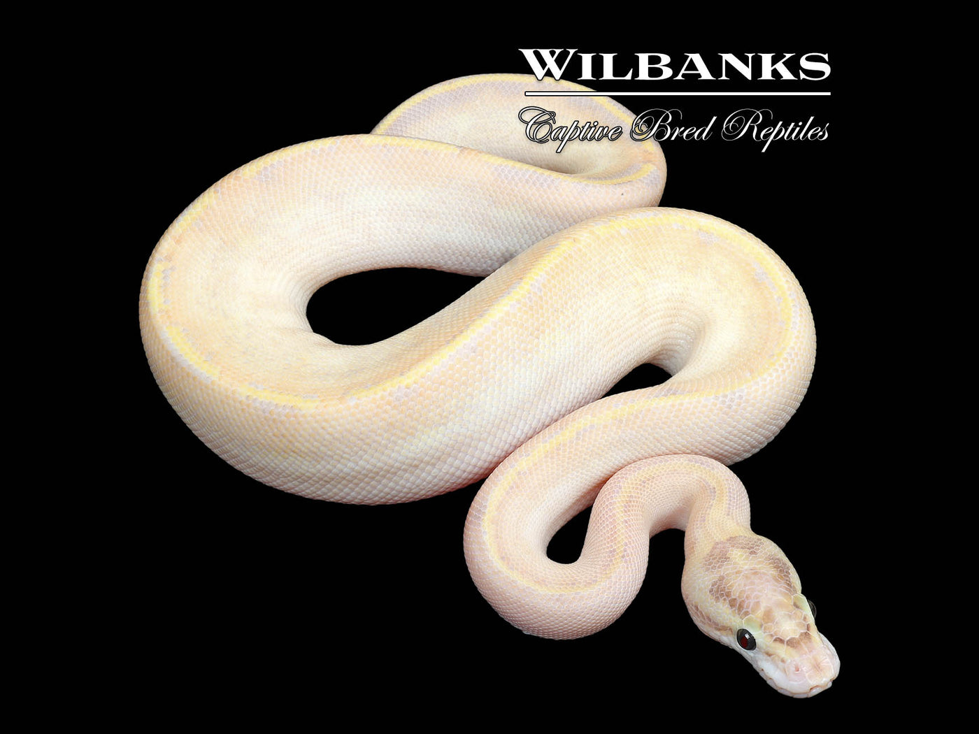 Ivory Ball Python ♀ '25