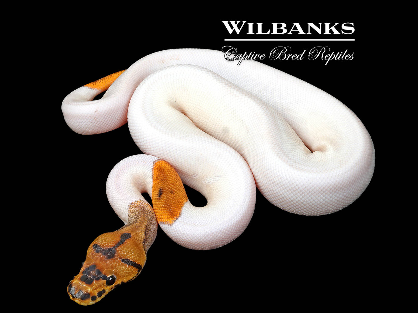 Orange Dream Clown Pied Ball Python ♀ '25