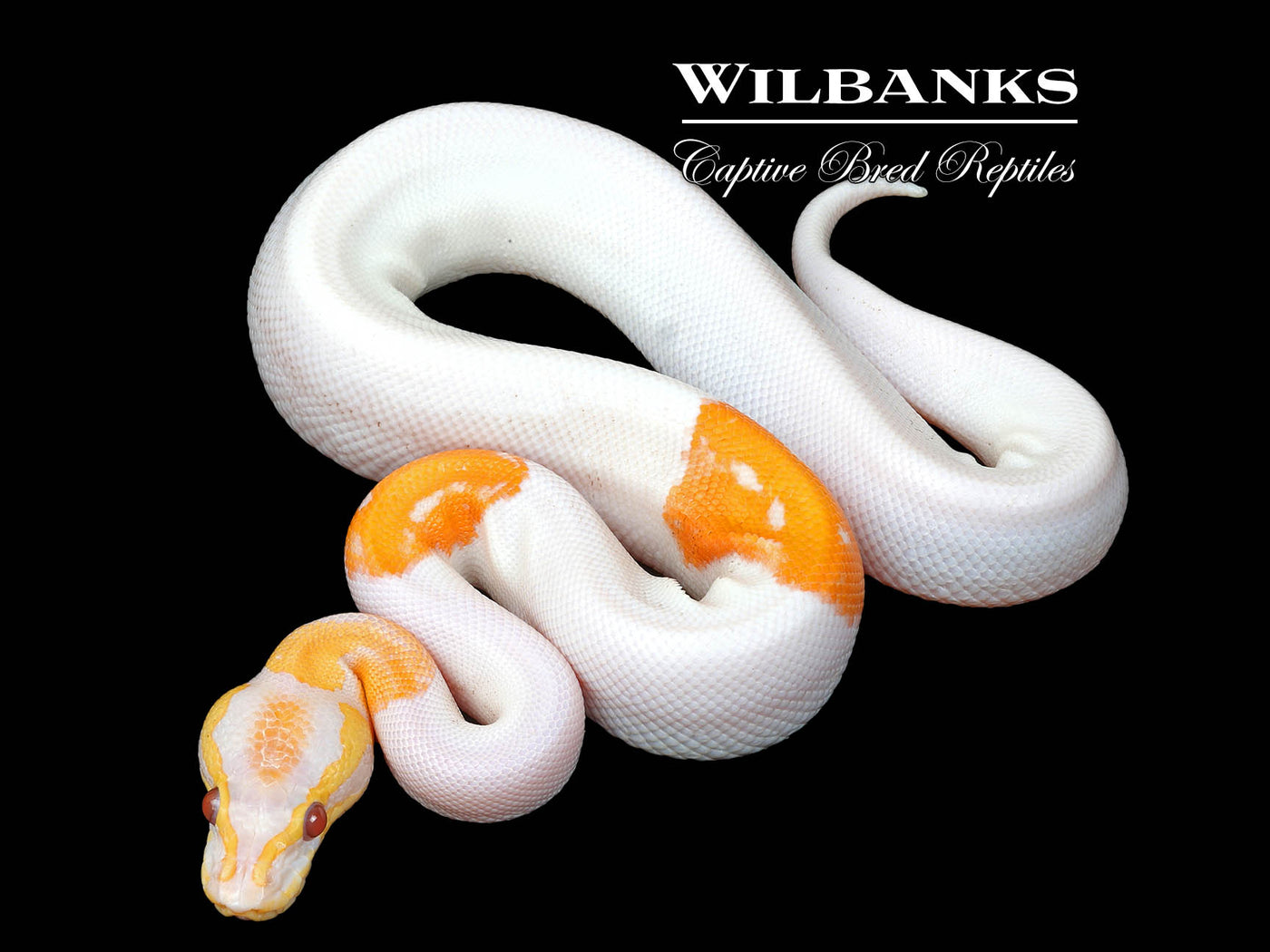 Blackhead Sugar Dreamsicle Ball Python ♂ '25