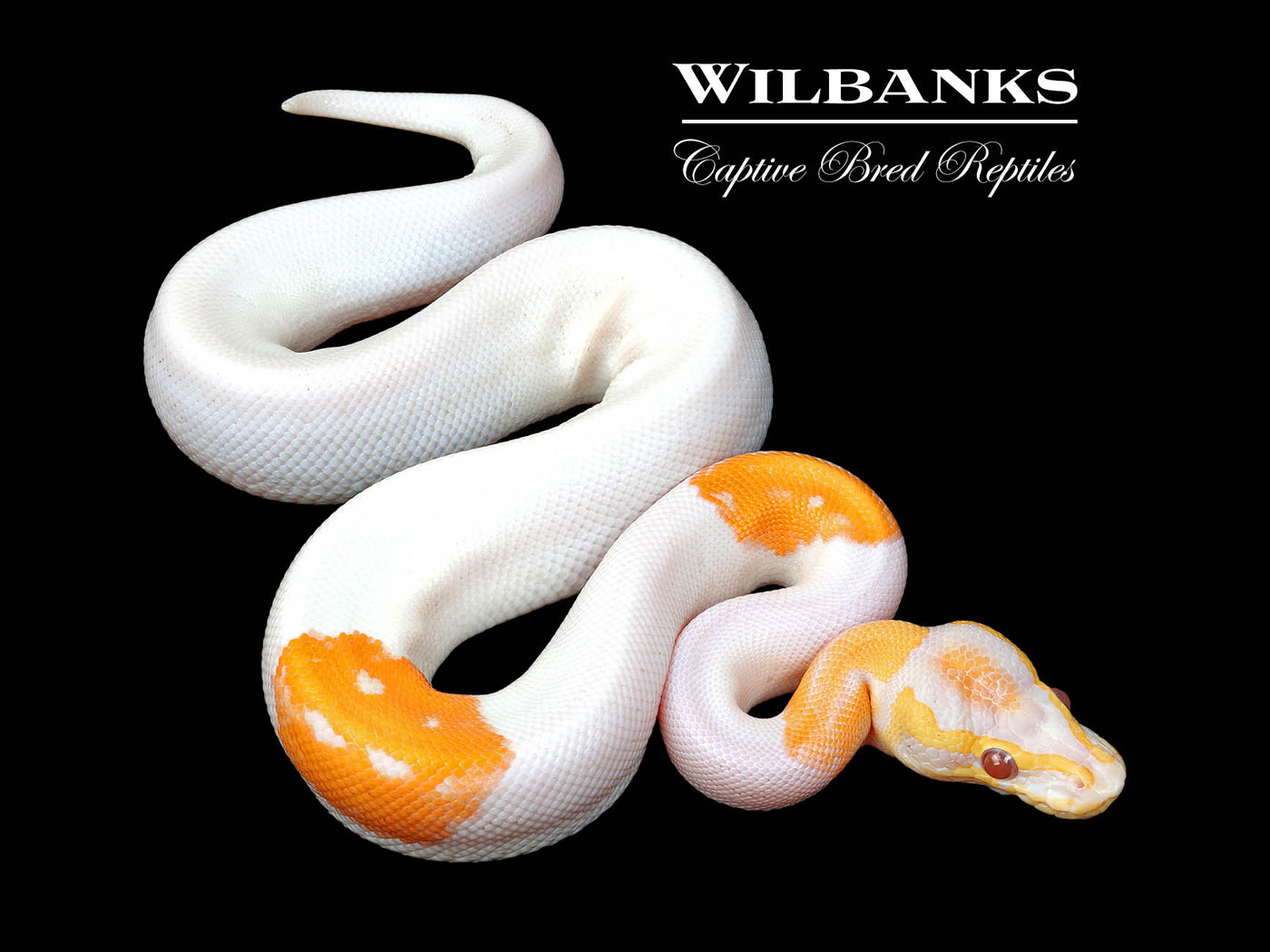 Blackhead Sugar Dreamsicle Ball Python ♂ '25