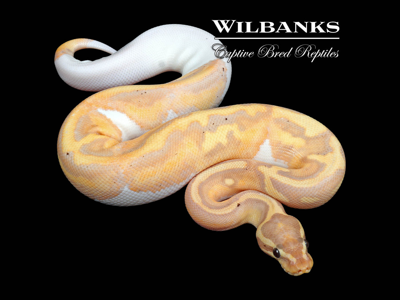 Banana Pied Ball Python ♂ '24