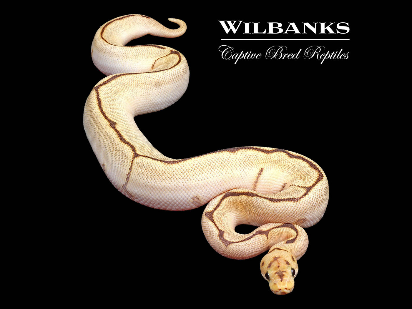 Fire Spider Clown Ball Python ♀ '24