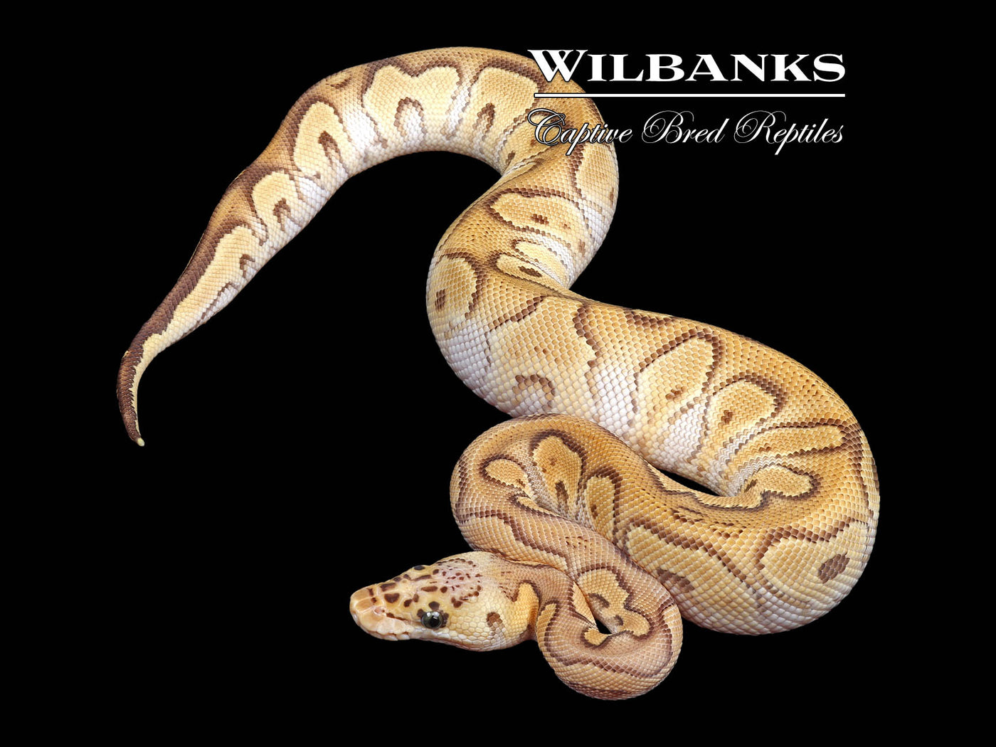 Red Stripe Pastave Clown Ball Python ♂ '24