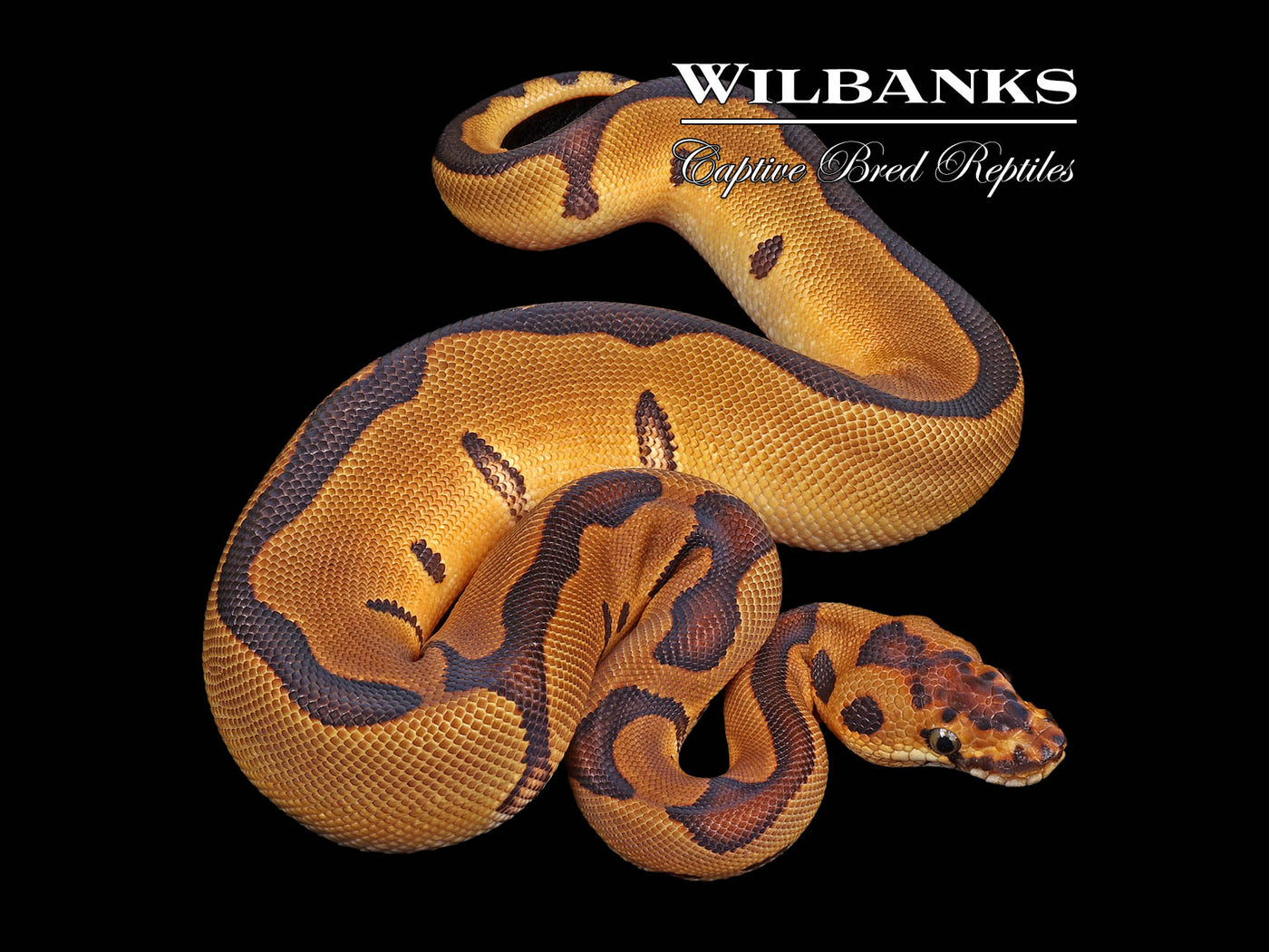 Enchi Leopard Clown Ball Python ♀ '24