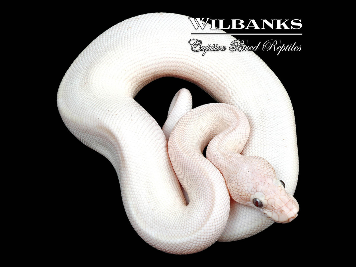 Banana Blue Eyed Leucistic (Mojave Butter) Ball Python ♂ '24
